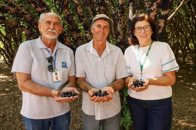 jaboticaba goiana