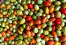 Tomate Goiano