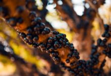 JABOTICABA HIDROLANDIA GO (2)