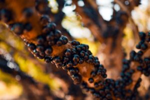 JABOTICABA HIDROLANDIA GO (2)