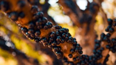 JABOTICABA HIDROLANDIA GO (2)
