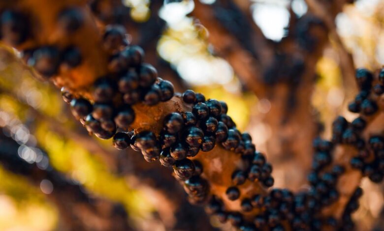 JABOTICABA HIDROLANDIA GO (2)