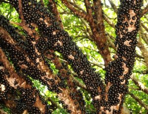 Jabuticaba_Emater_775x600