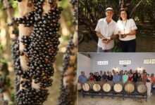 Temporada-de-jabuticada-em-Hidrolandia_Emater_