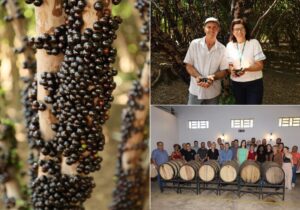 Temporada-de-jabuticada-em-Hidrolandia_Emater_