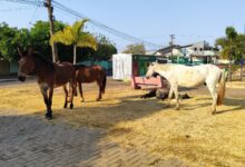 Trindade Goias A cidade ecologica (1)