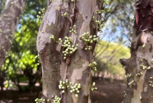 Pé de Jaboticaba Goiano_