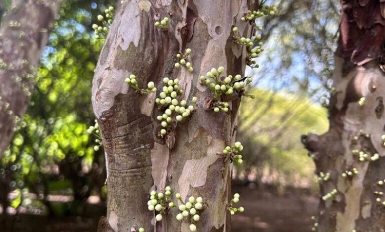 Pé de Jaboticaba Goiano_